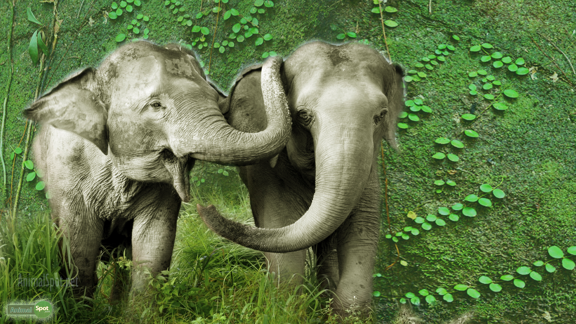 Elephant Wallpaper 73 images