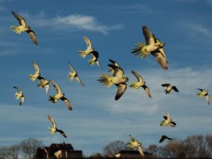 Flying Quaker Parrot