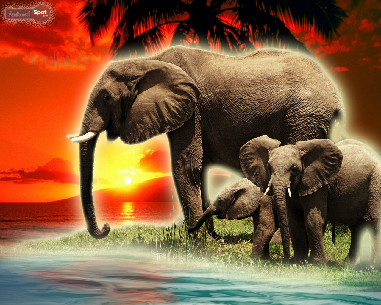 Elephant Wallpapers - Animal Spot