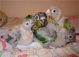 Green Cheeked Conure Babies