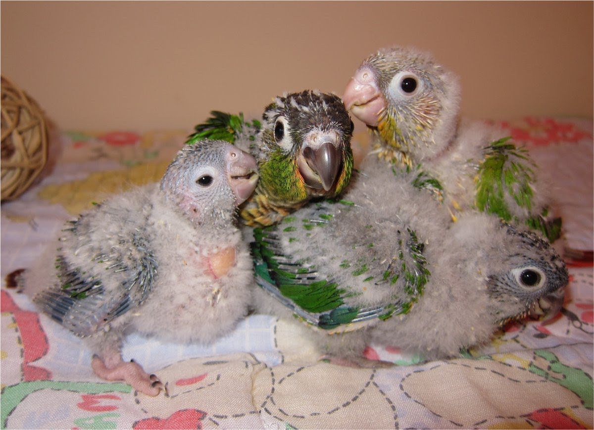 Green Cheek Conure Weight Chart