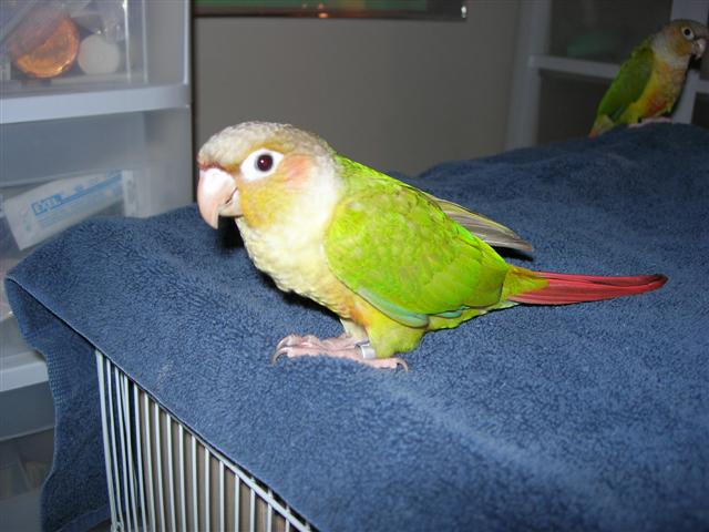 Green Cheek Conure Weight Chart