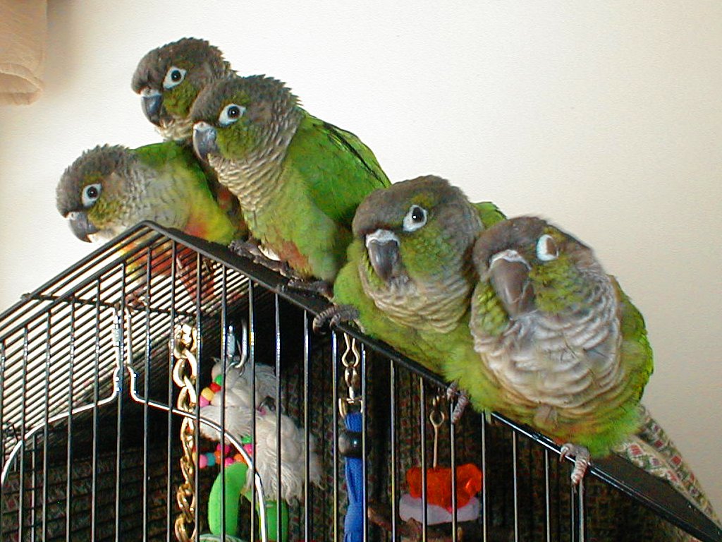 Green Cheek Conure Weight Chart