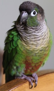 Green Cheeked Conure Photos