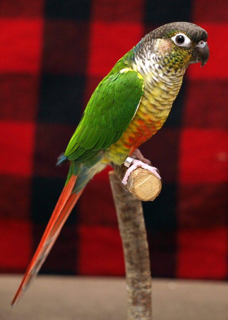 Green Cheek Conure Weight Chart