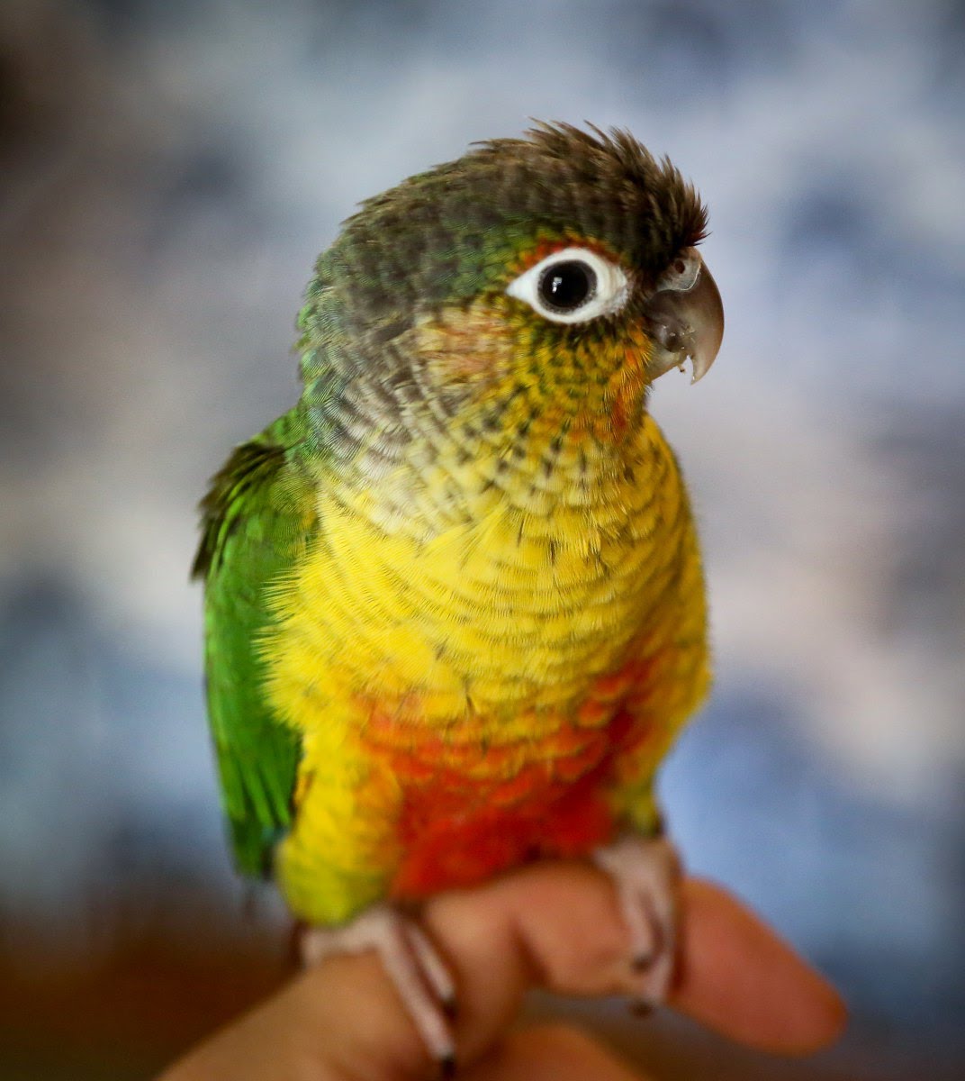 Green Cheek Conure Weight Chart