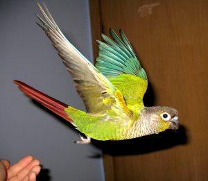 Green Cheeked Conure in Flight