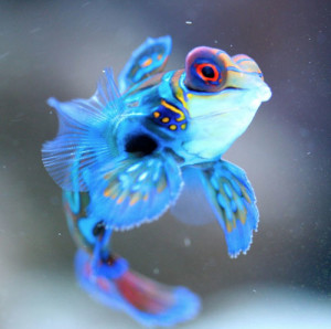 Mandarinfish Baby