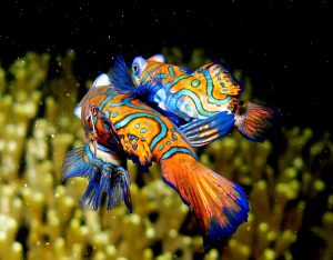 Mandarinfish Mating