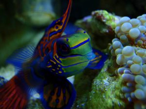  Mandarinfish Photos