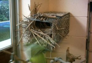 Nest Box of Quaker Parrot