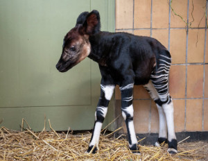 Okapi Baby