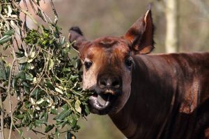 Okapi Eat