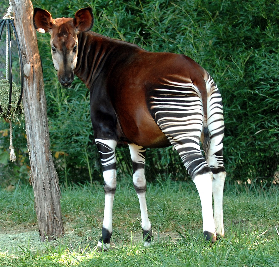 Okapi Facts Habitat Diet Predators Adaptations Pictures Okapi Facts Habitat Diet Predators Adaptations Pictures