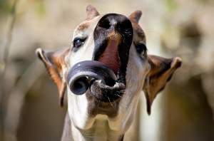 Okapi Tongue