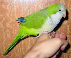 Quaker Parrot