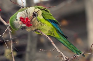 Quaker Parrot Eating