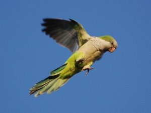 Quaker Parrot Flying