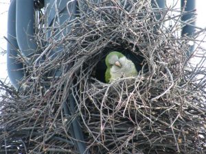 Quaker Parrot Nest