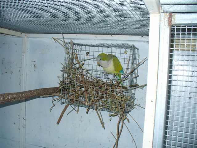 monk parakeet breeding