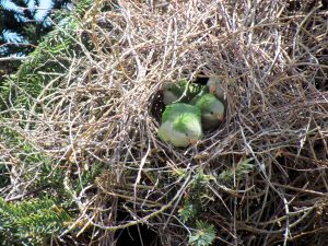 Quaker Parrot Nest Pictures