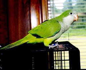 Quaker Parrot Photos