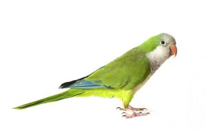 Quaker Parrot Pictures