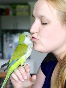 Quaker Parrot as Pets