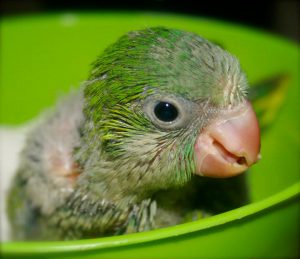 Quaker Parrots Baby