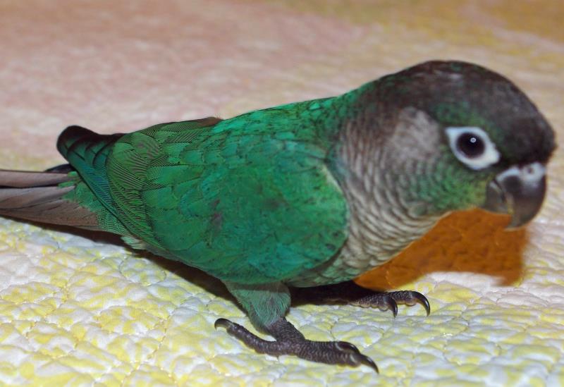 Green-Cheeked Conure Facts, Habitat, Diet, Adaptations, Pictures