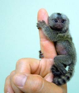 Baby Pygmy Marmoset