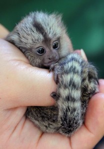 Baby Pygmy Marmoset Pictures