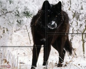 Black Wolf Wallpaper