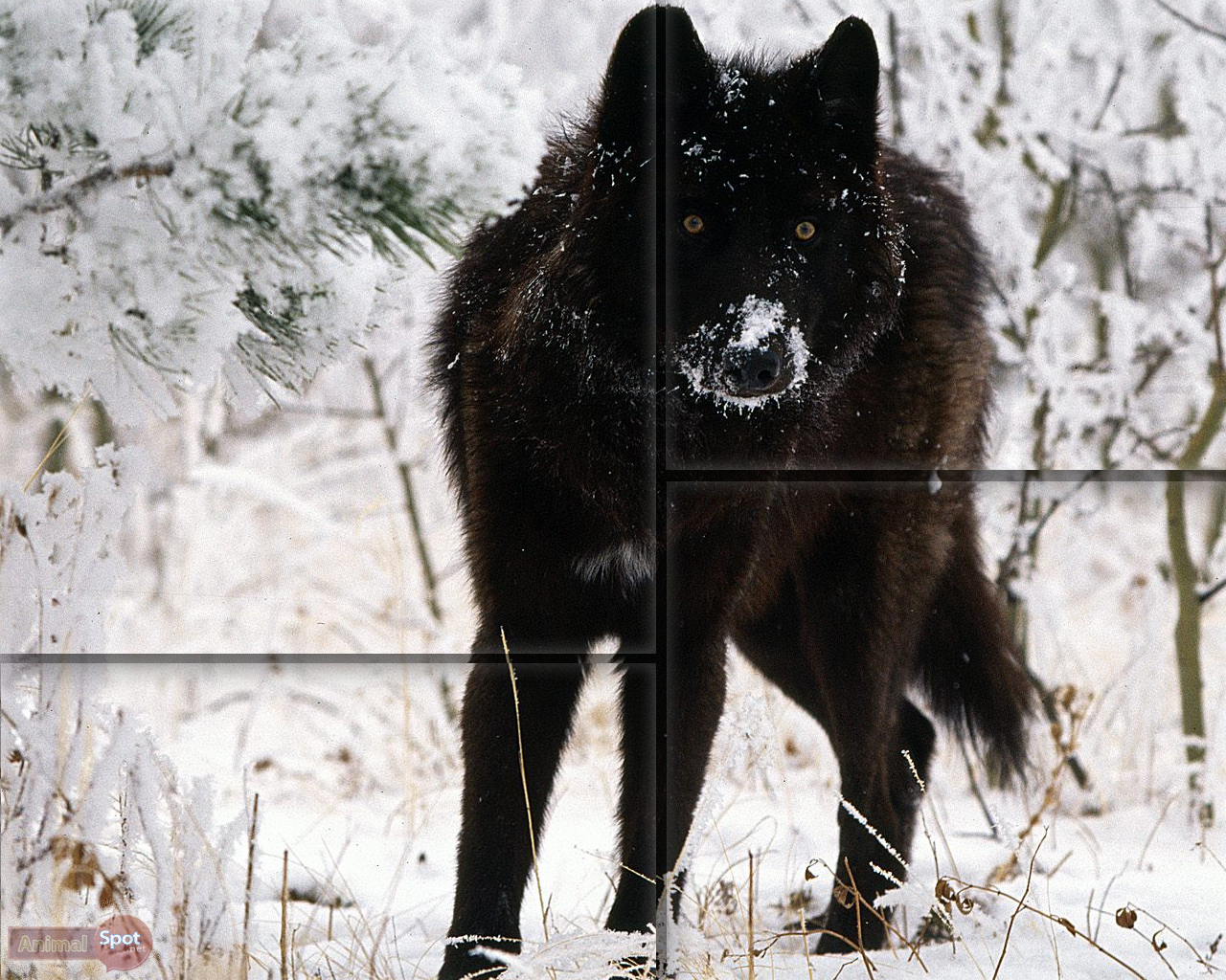 black wolf wallpaper hd