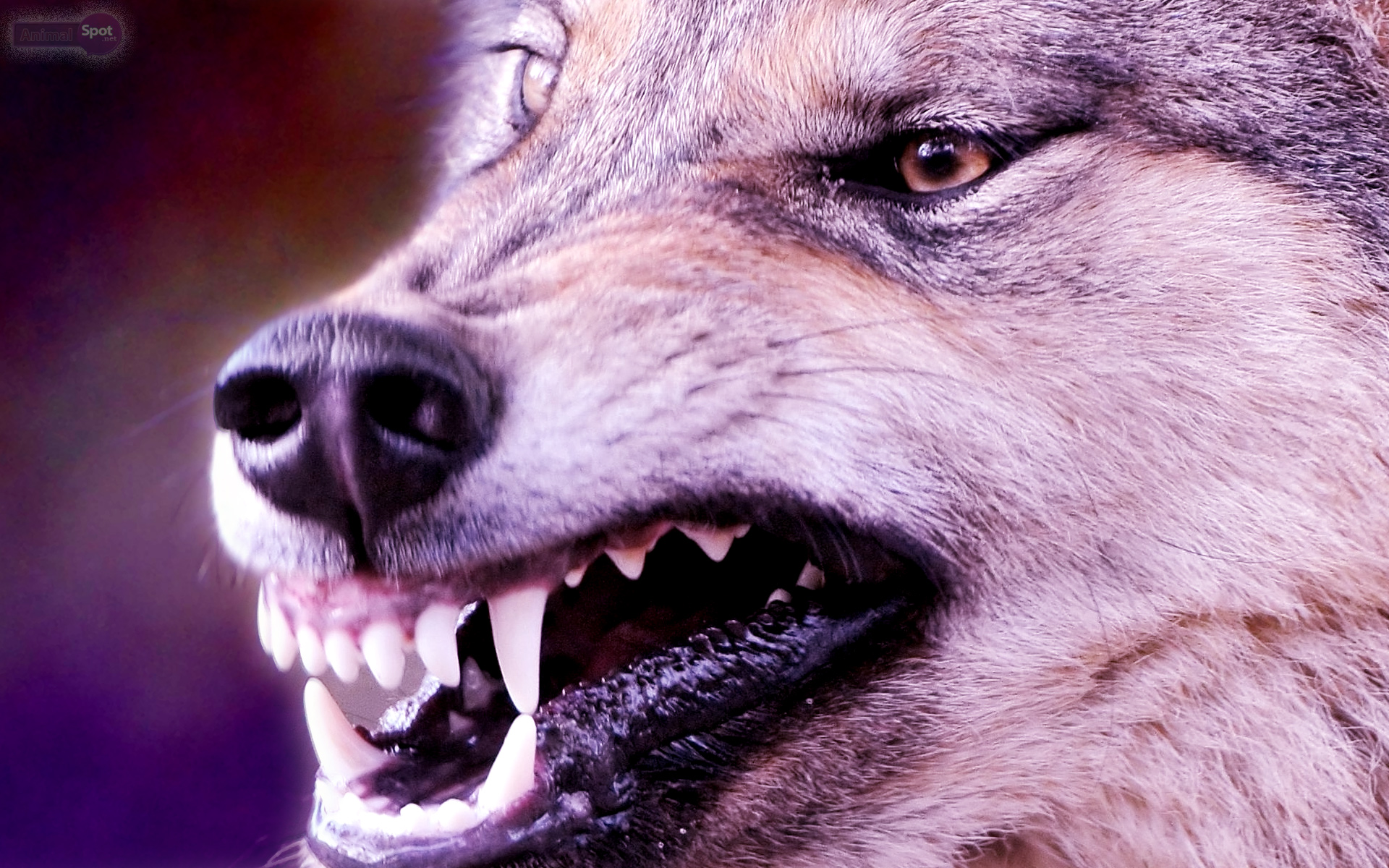 wolf wallpaper desktop
