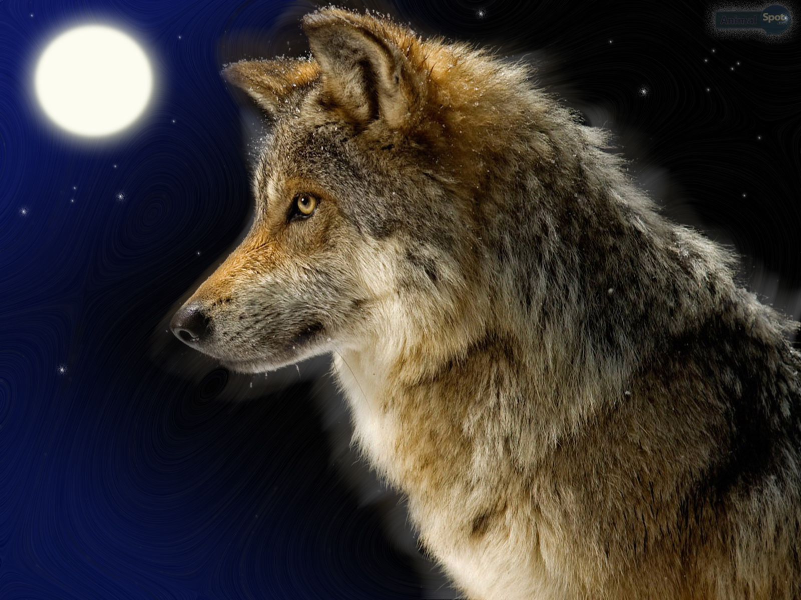 Wolf Wallpapers – Animal Spot1600 x 1200