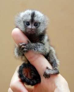 Pygmy Marmoset Baby