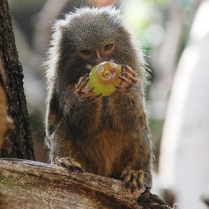 Pygmy Marmoset Eating