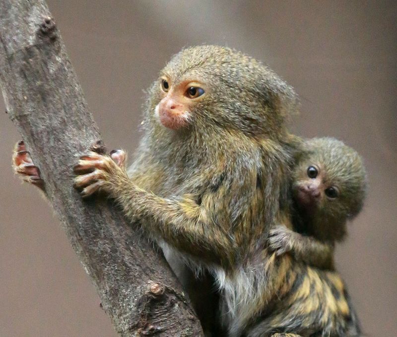 baby pygmy marmoset monkey