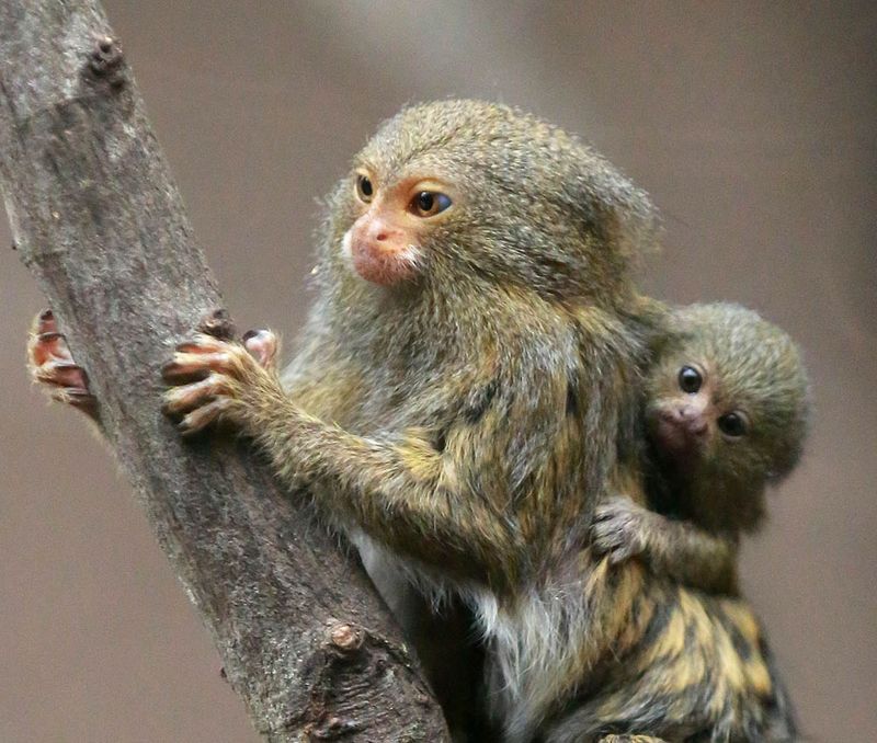 Finger Monkey