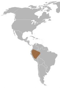 Pygmy Marmoset Habitat