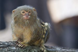 Pygmy Marmoset Monkey