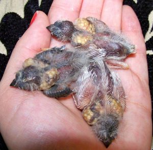 Babies of Zebra Finch