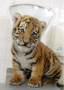 Baby Siberian Tiger