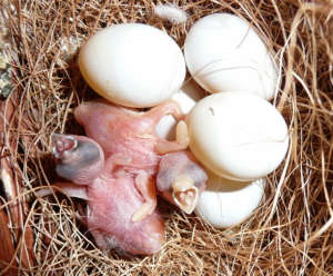 Eggs of Zebra Finch