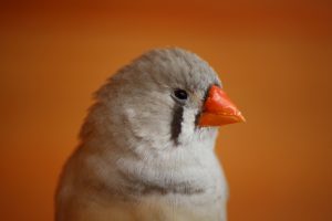 Female Zebra Finch