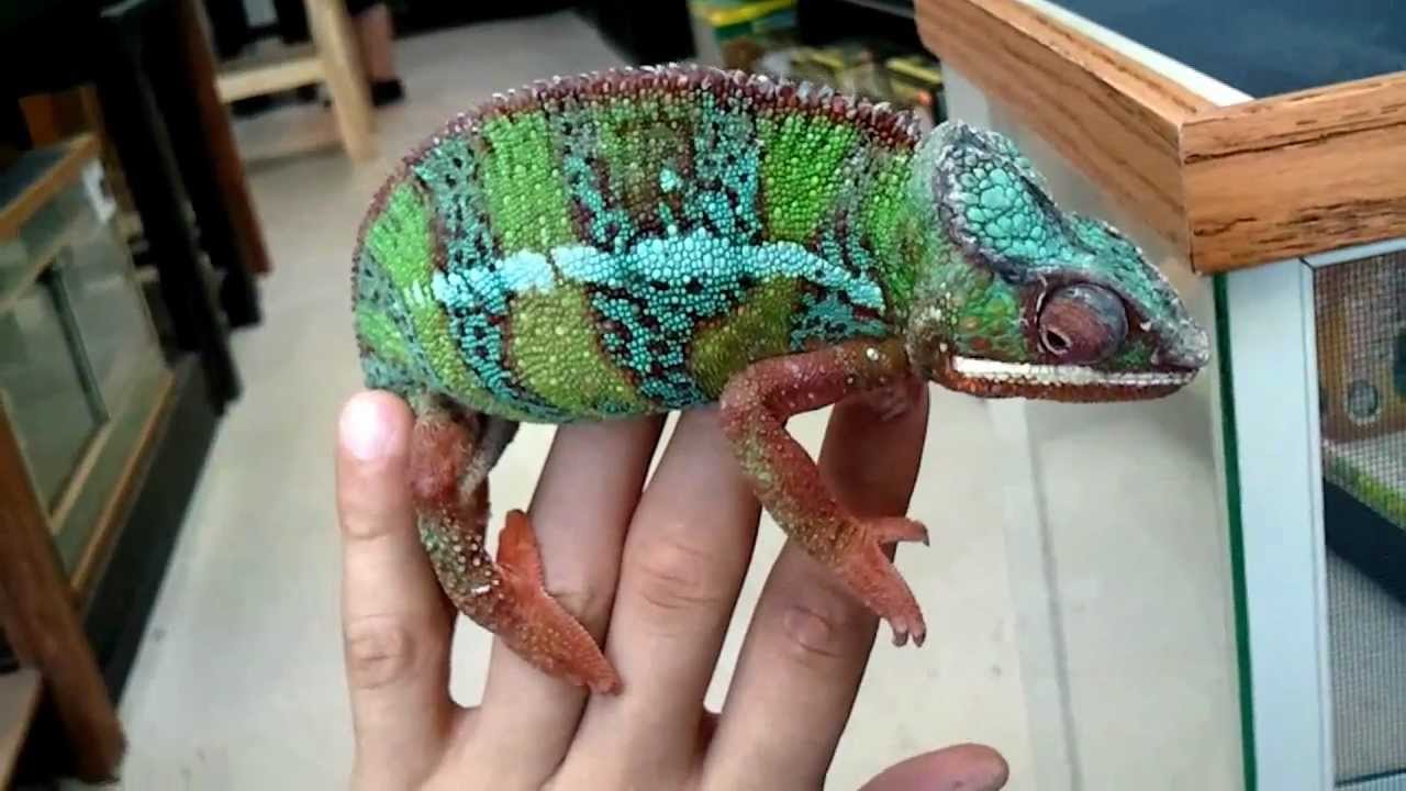 Chameleon Size Chart