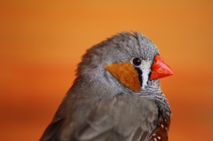 Male Zebra Finch