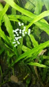 Neon Tetra Eggs Pictures