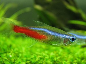 Neon Tetra Photos